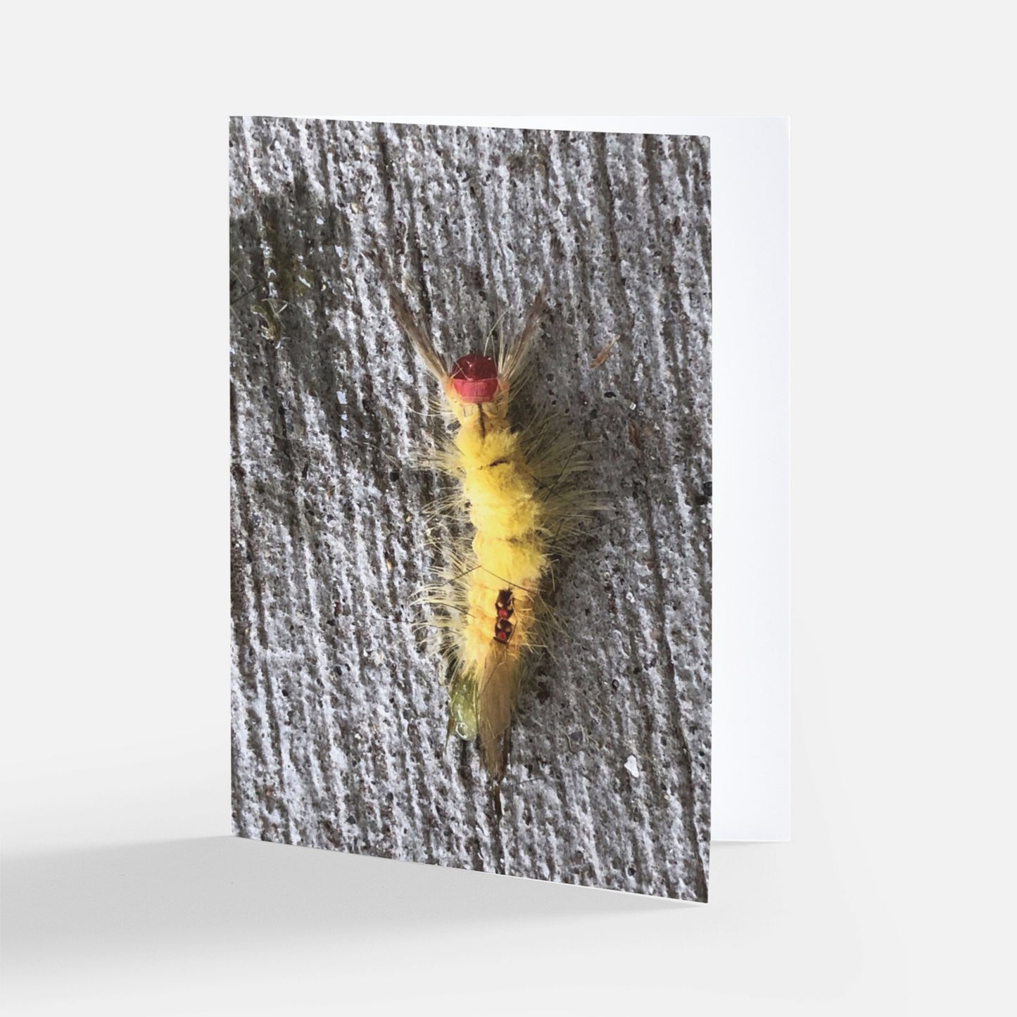 Festival! -- Set of 8