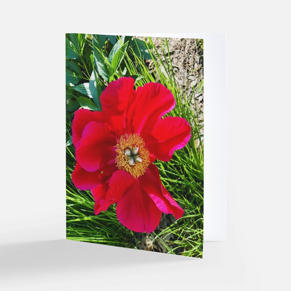 The Red of Love -- Set of 8