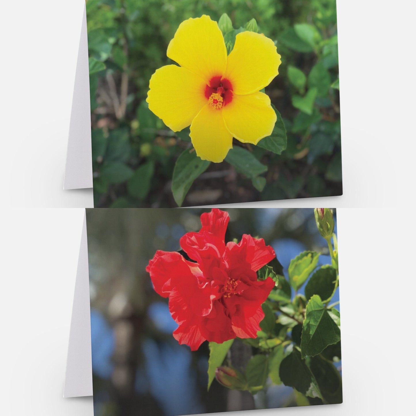 Hibiscus -- Assorted Set of 8