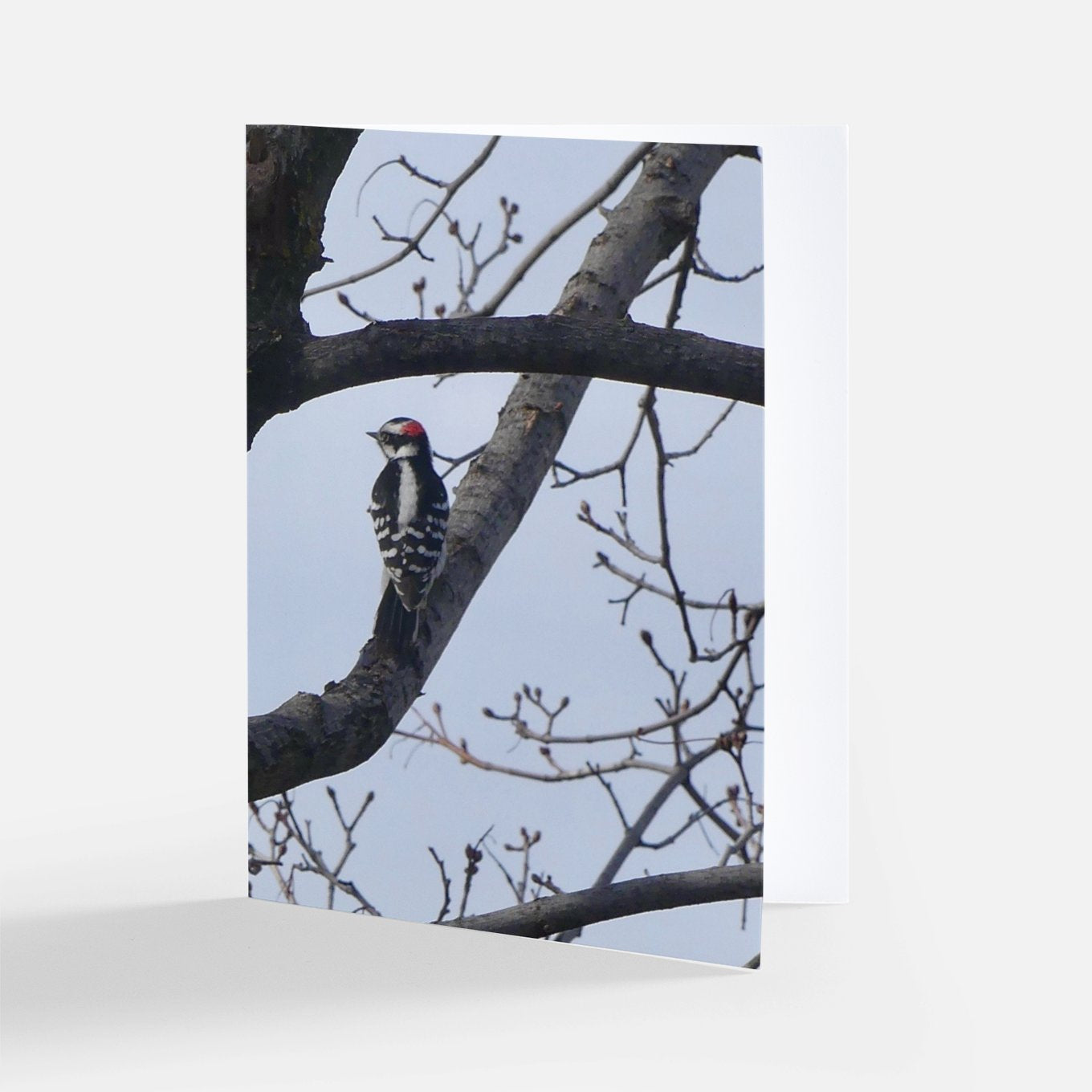 Woody Woodpecker! -- Set of 8