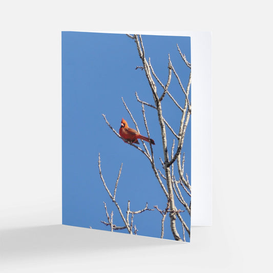 Cardinal -- Set of 8