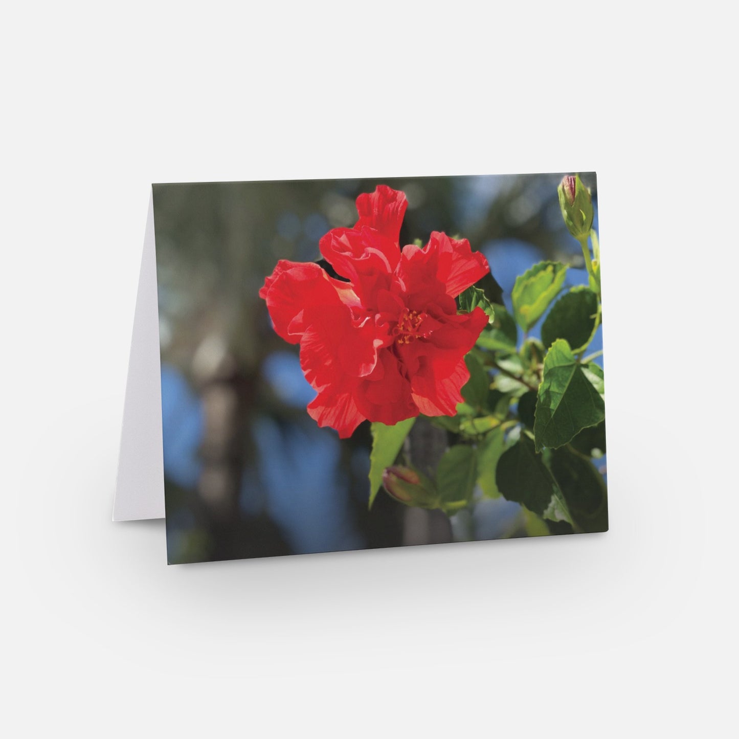 Red Hibiscus -- Set of 8